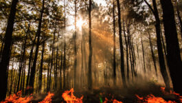 Yosemite Fires