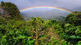 Coffee Plantation in Boquete, Panama