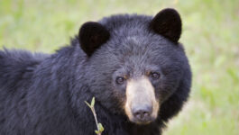 Black Bear