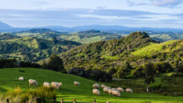 Agents and family members get up to 70% off New Zealand airfares