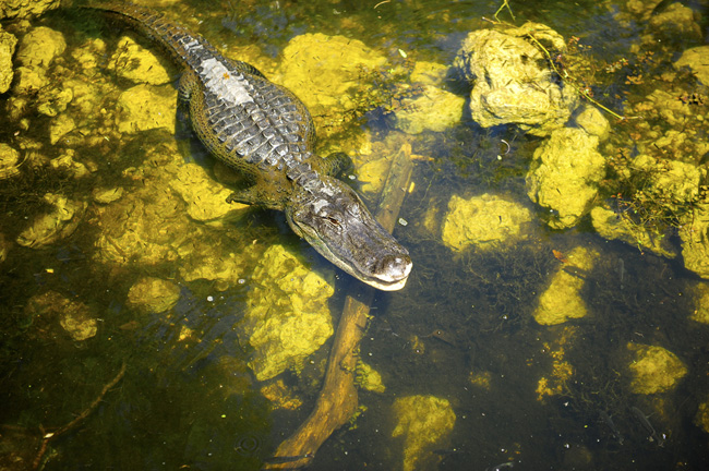 Everglades, Florida