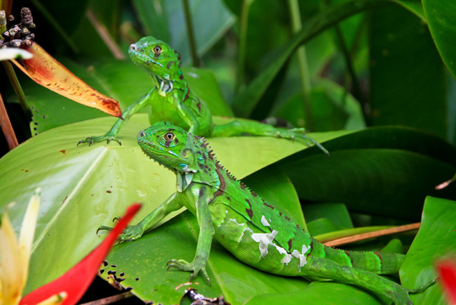 Tortuguero National Park, Costa Rica