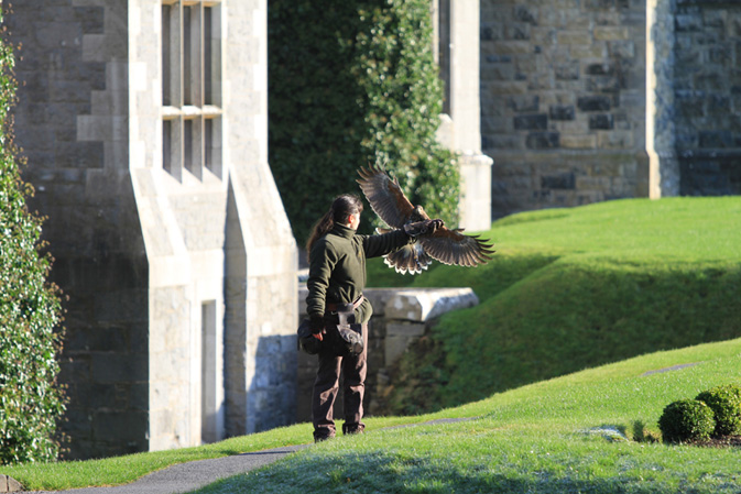 Ashford Castle falconry