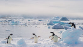 Intrepid Travel announces flash sale on Antarctica trips