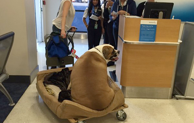 Tweet of fat dog leaving first class goes viral