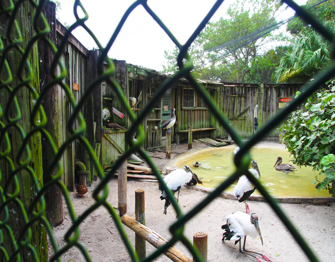 17 Water Birds at Busch Wildlife Sanctuary in Jupiter