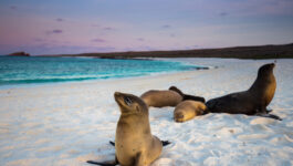 Three ways to save big on Galapagos cruise with Goway