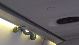 Video: Real life ‘Snakes on a Plane’ scenario shocks plane full of passengers