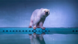 ‘World’s saddest polar bear’ temporarily rescued from Chinese mall