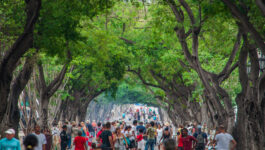 Havana  get its chaotic commercial areas in order for tourists