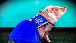 Therapy pig wows crowds at San Francisco Airport