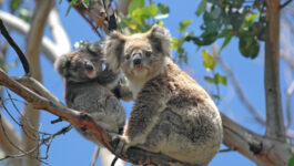 Browse through 80+ tours in Boomerang’s new Australia & NZ programs