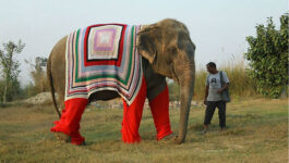 These elephants have been given huge sweaters to keep them warm