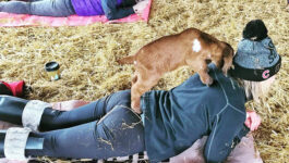 Goat yoga actually exists – and it is glorious