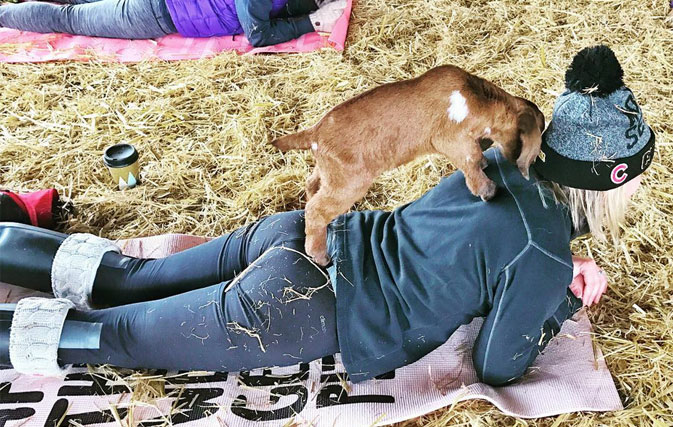 Goat yoga actually exists – and it is glorious