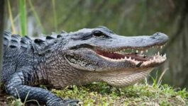 Leaping alligator has airboat passengers screaming in Facebook Live video