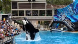 Final curtain for the killer whale show at SeaWorld San Diego