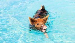 This is what really killed the Bahamas’ famous swimming pigs