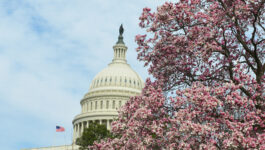 DC's famous cherry blossom bloom at risk as cold snap hits U.S. capital