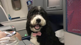 Political pundit complains about four-legged seatmate, gets destroyed on Twitter