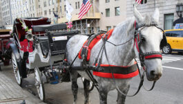 New York City carriage horse breaks free and runs through rush hour traffic