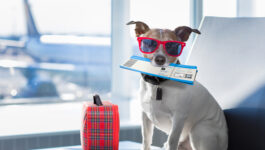 Dogs & cats can earn rewards, fly free with this pet-friendly airline