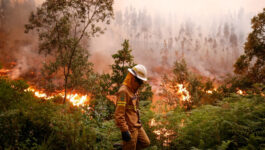 Portugal's deadliest fire still rages after 62 people killed