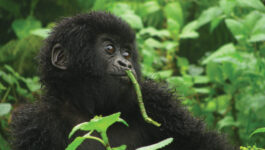 As Rwanda doubles the cost of gorilla safaris, Intrepid keeps their price down