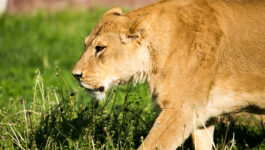 Watch the amazing reunion between a woman and the lions she raised as cubs