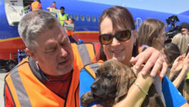 This airline flew a plane full of dogs and cats out of hurricane-ravaged Houston