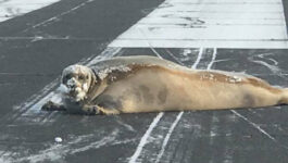 Welcome to Alaska: Where a 450-pound seal need to be removed from the runway