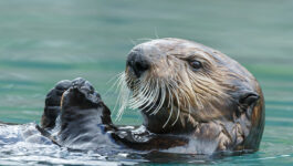 Watch these adorable otters run amok on airport tarmac