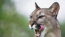 A cougar in your luggage? Hunting carcass found at airport