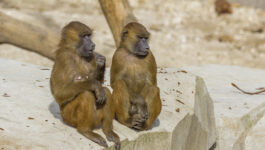 Paris baboons plot their escape, break out of zoo enclosure