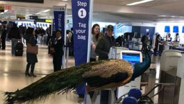 So this just happened: Woman and her peacock denied boarding a United flight