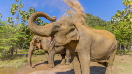 TTC teams up with World Animal Protection to phase out elephant rides & support animal welfare