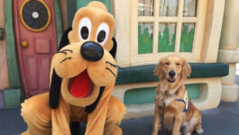 A bunch of service dogs went to Disneyland and there was literally nothing cuter