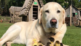 Castle’s resident dog becomes “stay-at-home” dad to orphaned ducks