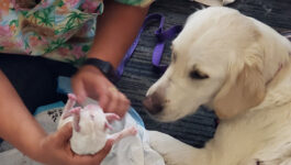 Whoa babies! Dog gives birth to adorable puppies at Tampa airport