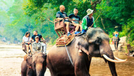 Top tour ops form coalition to help Thai camp become elephant-friendly