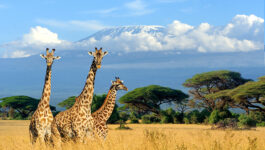 Agent rates for Kenya, Tanzania safaris with Goway