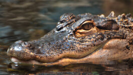 See you later, alligator! Watch video of gator crossing the runway