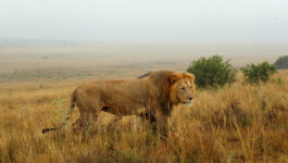 Tourist tries to pet a wild lion and what happens next comes as no surprise to anyone