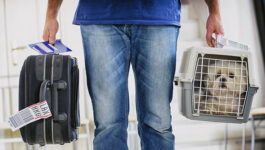 Air Transat extends pet-in-cabin policy