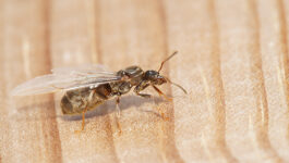 Flying ants take over London in a day of reckoning