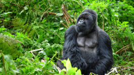 Tauck introduces two new safaris with mountain gorilla treks in Rwanda