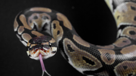 World’s scariest computer virus? TSA discovers python inside external hard drive