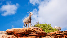 Baaa! Zion National Park puts the call out to help diagnose sick sheep