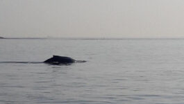 Can’t resist that chowder: Humpback whales spotted in Boston Harbor