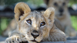 From cage to ‘King’ of the jungle: Lion World Travel helps rescue lion cub in Paris